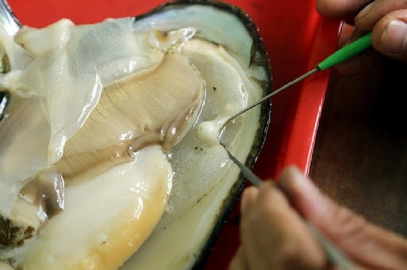 QUY TRÌNH NUÔI CẤY NGỌC TRAI